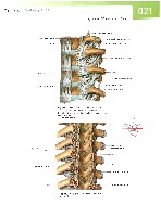 Sobotta  Atlas of Human Anatomy  Trunk, Viscera,Lower Limb Volume2 2006, page 28